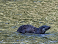 otterthmb